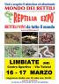 Reptilia Expo A Limbiate, L'affascinante Mondo Dei Rettili - Rettili Vivi Da Tutto Il Mondo - Limbiate (MB)