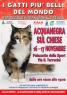 I Gatti Più Belli Del Mondo A Acquanegra Sul Chiese, Esposizione Internazionale Felina - Acquanegra Sul Chiese (MN)