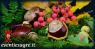 Mercato Settimanale Di Pradleves, Il Luogo In Cui Trovare Ortaggi, Frutta E Verdura, Gastronomia, Prodotti Del Territorio - Pradleves (CN)