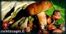 Mercato Settimanale Di Loreto, Il Luogo In Cui Trovare Ortaggi, Frutta E Verdura, Gastronomia, Prodotti Del Territorio - Loreto (AN)