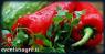 Mercato Settimanale Di Torrile, Il Luogo In Cui Trovare Ortaggi, Frutta E Verdura, Gastronomia, Prodotti Del Territorio - Torrile (PR)
