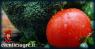 Mercato Settimanale Di Licodia Eubea, Il Luogo In Cui Trovare Ortaggi, Frutta E Verdura, Gastronomia, Prodotti Del Territorio - Licodia Eubea (CT)
