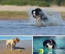 Dog Sport Experience A Comacchio, 1^ Edizione - Comacchio (FE)