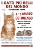 I Gatti Piu' Belli Del Mondo, Esposizione Felina - Gottolengo (BS)