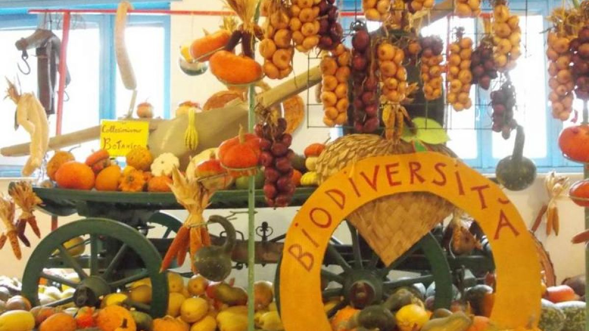 La Casa Delle Zucche - 33 Edizione- Youpick - Mostramercato, Tutto Zucche  - Andezeno (TO)