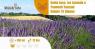 Santa Luce Tra Lavanda E Tramonti Toscani, Escursione Tra Lavanda, Natura E Tramonto In Toscana - Santa Luce (PI)