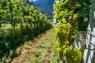 La Dispensa Dei Vignaioli, Sabato 25 Luglio 2026 - Folgaria (TN)