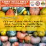 Sagra della Zucca di Castelletto Monferrato , Edizione 2026 - Castelletto Monferrato (AL)