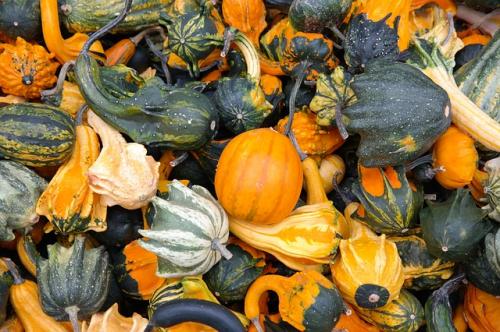 Sagra Della Zucca A San Silvestro - Curtatone