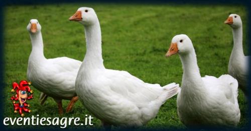 Palio Del Papero - San Miniato