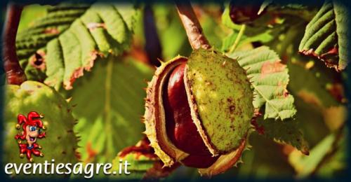 La Festa D'autunno A Fresonara - Fresonara