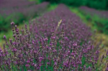Giornata Della Lavanda - Casola Valsenio