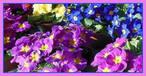 Fiera Di Sant'agata - Genova