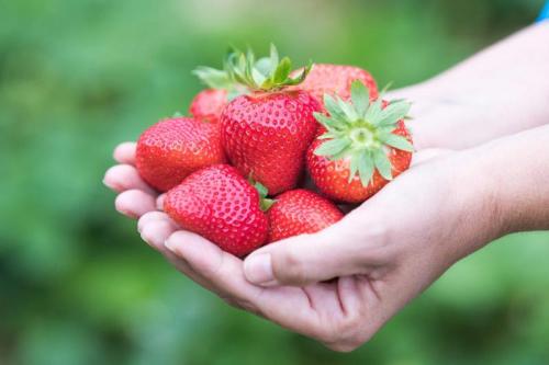 Festa Delle Fragole In Val Martello - Martello