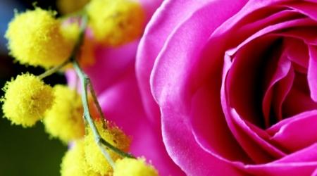 Festa Della Donna - Bagnara Di Romagna