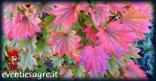 San Martino - Castelnuovo Rangone