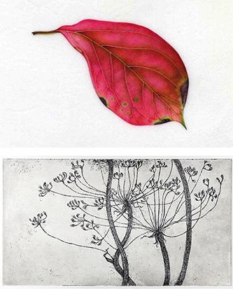 Wunderkammer - Mantova