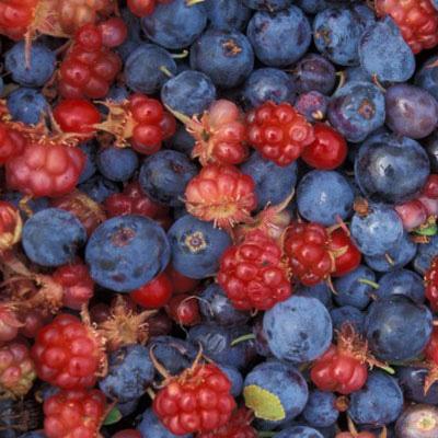 Rassegna Dei Frutti Di Bosco - Fanano