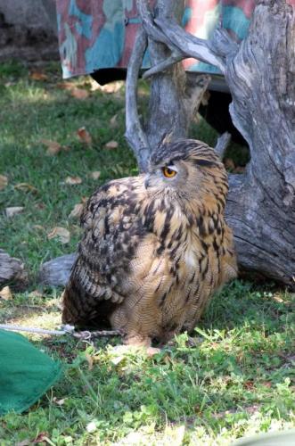 Mostra Ornitologica Ed Avicunicola - Tricesimo