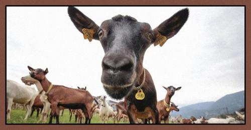 La Desmontegada - Cavalese