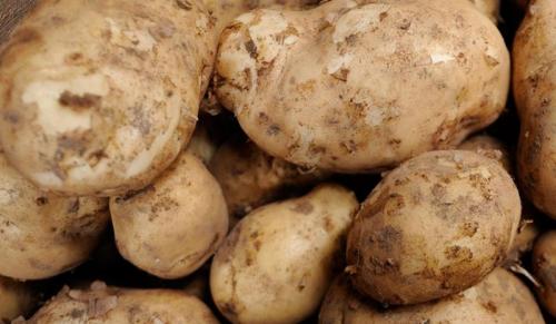 Sagra Della Patata A Comano Terme - Comano Terme