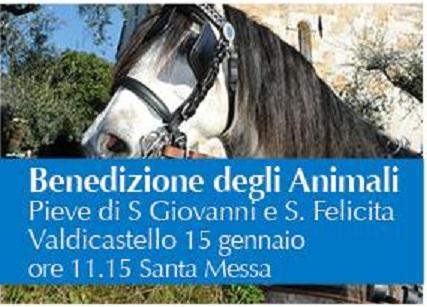 Benedizione Degli Animali A Valdicastello Carducci - Pietrasanta