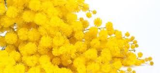 La Festa Della Donna - Gualdo Tadino