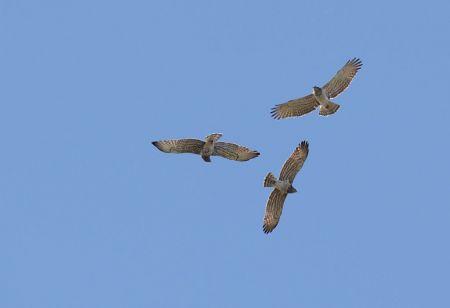 Biancone Day - Arenzano