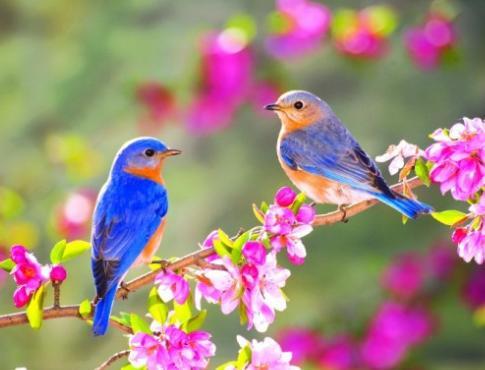 Festa Di Primavera - Anzio