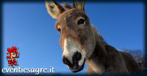 Palio Dei Somari - Verghereto