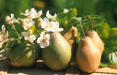 Sagra Della Madernassa - Valgrana