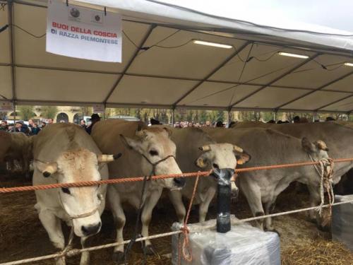 Fiera Del Bue Grasso E Del Manzo - Nizza Monferrato