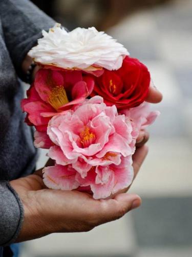 Le Camelie Del Chiostro - Calci