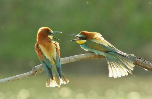 Festa Delle Oasi E Riserve Lipu - Cesano Maderno
