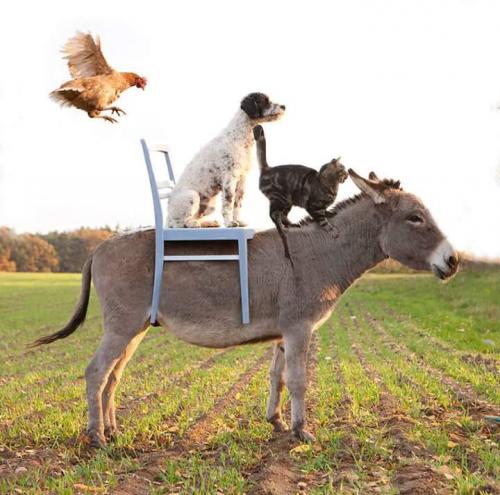 La Transumanza - Gussola