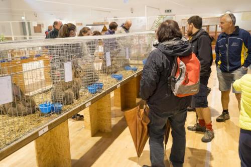 Fera Dei Set - Ossana