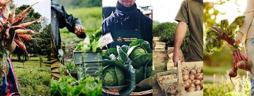 Mercato Del Contadino Dei Castelli Romani - 