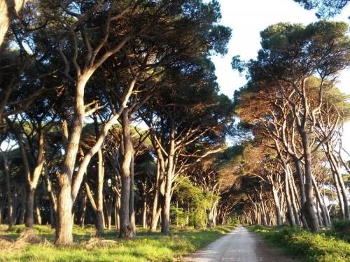 Parco Regionale Migliarino San Rossore Massaciuccoli - Pisa