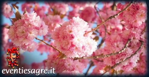 Festa Di Primavera - Pressana