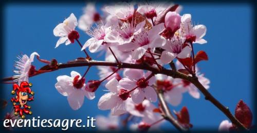 Festa Di Primavera - Agrate Conturbia