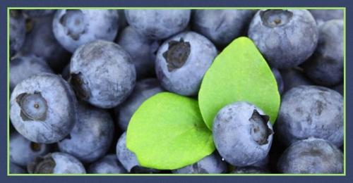 Sagra Del Mirtillo - Rassa