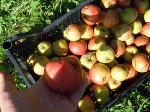 Festa Del Raccolto - Castello Tesino