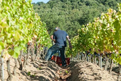 Festa Della Vendemmia - Mamoiada
