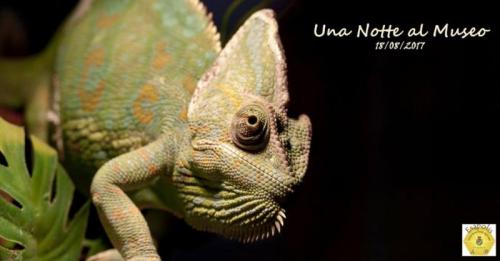 Una Notte Al Museo - Padova