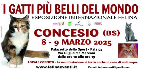 I Gatti Piu' Belli Del Mondo - Concesio