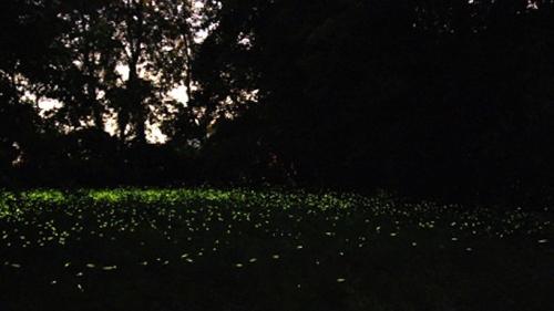 La Lucciolata - Lugo