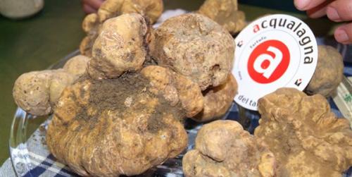 Appuntamento Con Il Tartufo Di Acqualagna - Acqualagna