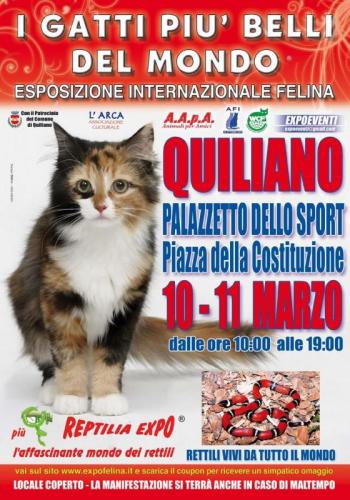 I Gatti Piu' Belli Del Mondo - Quiliano