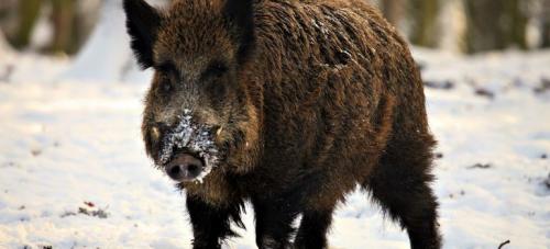 Sagra Del Cinghiale - Castel San Pietro Romano