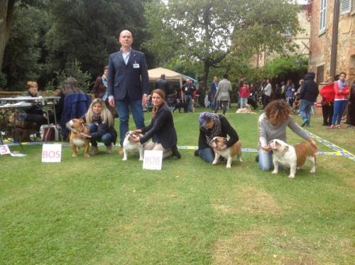 Esposizione Cinofila - Sinalunga